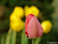 05572cl - Tulips in the garden   Each New Day A Miracle  [  Understanding the Bible   |   Poetry   |   Story  ]- by Pete Rhebergen